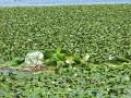 Tisza-to noveny es allatvilaga3
